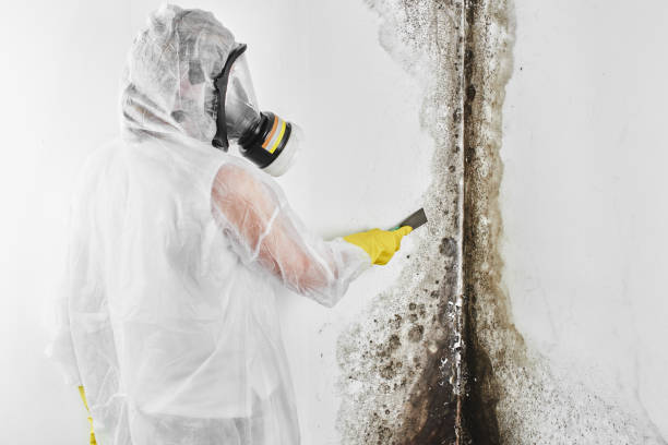 Best Residential Mold Removal  in Hewlett, NY