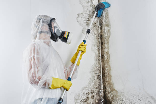 Best Same-Day Mold Removal  in Hewlett, NY