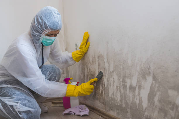 Best Residential Mold Removal  in Hewlett, NY