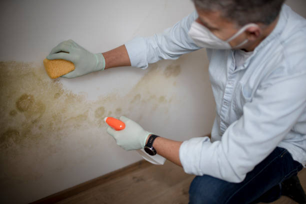 Best Black Mold Removal  in Hewlett, NY