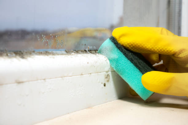 Best Certified Mold Removal  in Hewlett, NY