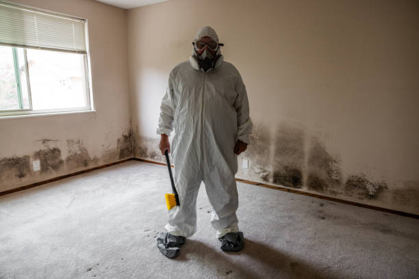 Professional Mold Removal in Hewlett, NY