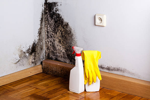 Best Attic Mold Removal  in Hewlett, NY