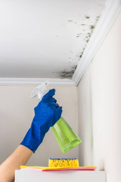 Best Fast Mold Removal  in Hewlett, NY